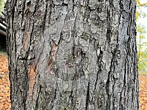 Tree ID. Bark. Horse Chestnut. Aesculus hippocastanum2