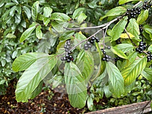 Tree ID. Fruit. Carolina Buckthorn. Frangula caroliniana