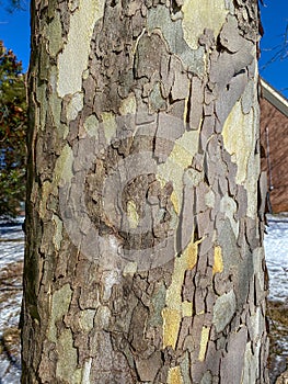 Tree Identification: American Sycamore. Platanus occidentalis