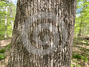 Tree Identification. Tree Bark. Eastern Hop Hornbeam. Ostrya virginiana photo