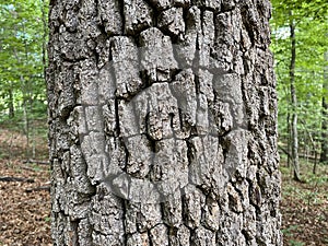 Tree Identification. Tree Bark. Black Gum. Nyssa Sylvatica photo