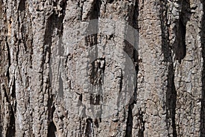 Tree Identification. Bark. Black Locust. Robinia pseudoacacia 