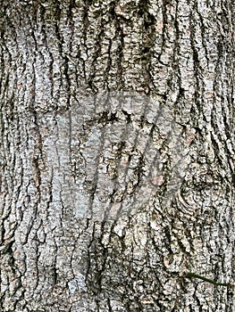 Tree Identification. Bark. Boxelder