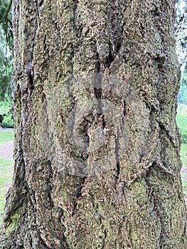 Tree Identification. Bark. Douglas Fir. Pseudotsuga menziesii