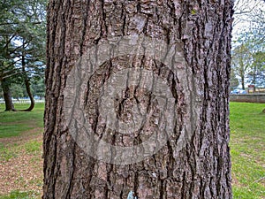 Tree Identification. Bark. Eastern White Pine. Pinus stobus