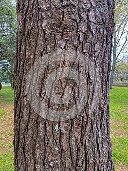 Tree Identification. Bark. Eastern White Pine. Pinus stobus