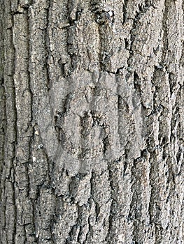 Tree Identification. Bark. European Ash. Fraxinus Excelsior