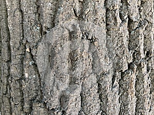 Tree Identification. Bark. European Ash. Fraxinus Excelsior