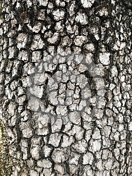 Tree Identification. Bark. Flowering Dogwood