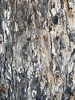 Tree Identification. Bark. Honduran Mahogany. Swietenia Mahogani