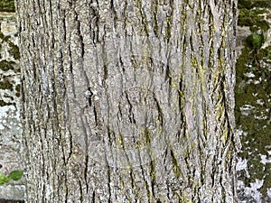 Tree Identification. Bark. Large Leaved Linden. Tilia platyphyllos