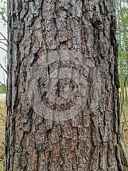 Tree Identification. Bark. Loblolly Pine. Pinus Taeda