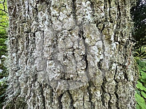 Tree Identification. Bark. Pedunculate Oak. Quercus Oak