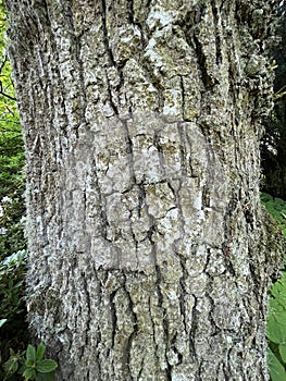 Tree Identification. Bark. Pedunculate Oak. Quercus Robur