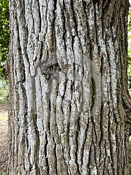 Tree Identification. Bark. Pedunculate Oak. Quercus Robur photo
