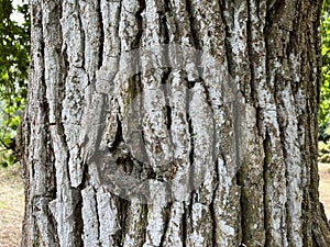 Tree Identification. Bark. Pedunculate Oak. Quercus Robur photo