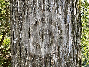 Tree Identification. Bark. September Elm. Ulmus Serotina