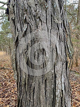 Tree Identification. Bark. Shagbark Hickory. Carya ovata