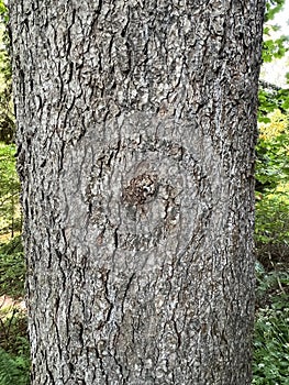 Tree Identification. Bark. Sycamore Maple. Acer Pseudoplatanus