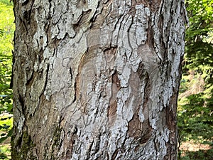 Tree Identification. Bark. Sycamore Maple. Acer pseudoplatanus