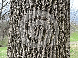 Tree Identification. Bark. White Ash. Fraxinus americana