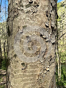 Tree Identification. Bark. Yellow Buckeye. Aesculus Flava