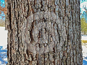 Tree Identification: Black Oak. Quercus velutina