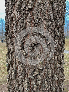 Tree Identification: Blackjack Oak Quercus marilandica