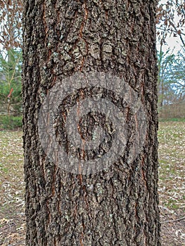 Tree Identification: Cherrybark Oak Quercus pagoda