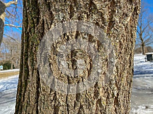 Tree Identification: Chinese chestnut. Castanea mollissima