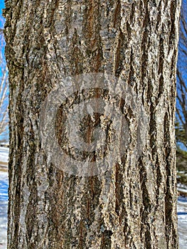 Tree Identification: Chinese chestnut. Castanea mollissima
