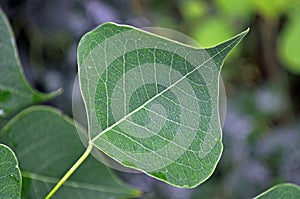 Tree Identification: Chinese Tallow Tree Leaf