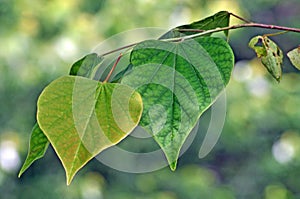 Tree Identification: Eastern Redbud Tree Leaf