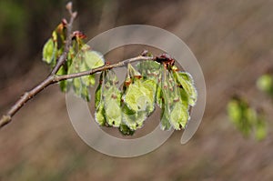 Tree Identification. Fruit. American Elm. Ulmus Americana