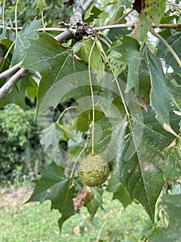 Tree Identification. Fruit. American Sycamore. Platanus occidentalis
