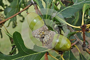 Tree Identification. Fruit. White Oak. Quercus Alba photo