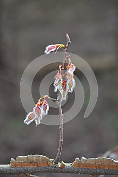 Tree Identification. Fruit. Winged Elm. Ulmus Alata