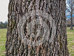 Tree Identification: Green Ash. Fraxinus pennsylvanica