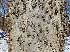 Tree Identification: Hackberry. Celtis occidentalis