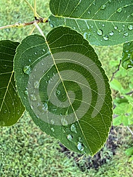Tree Identification. Leaf. Downey Serviceberry. Amelanchier Arborea photo