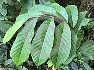 Tree Identification. Leaf. Paw Paw