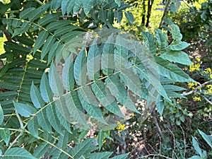 Tree Identification. Leaf. Tree of Heaven. Ailanthus altissima