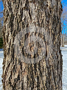 Tree Identification: Pecan. Carya illinoensis