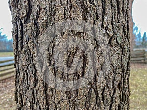 Tree Identification: Post Oak. Quercus stellata