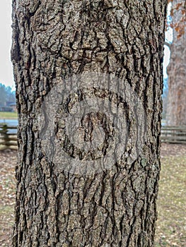 Tree Identification: Post Oak. Quercus stellata