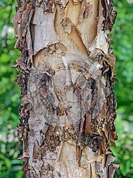 Tree Identification: River Birch. Betula nigra