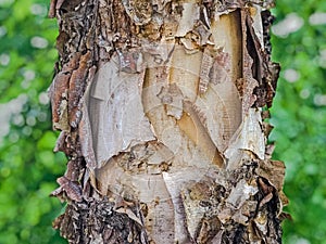 Tree Identification: River Birch. Betula nigra photo