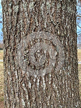 Tree Identification: Shingle Oak Quercus imbricaria