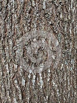 Tree Identification: Shingle Oak Quercus imbricaria