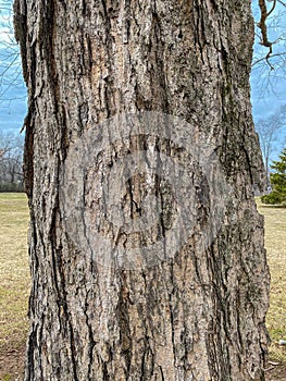 Tree Identification: Sugar Maple Acer saccharum